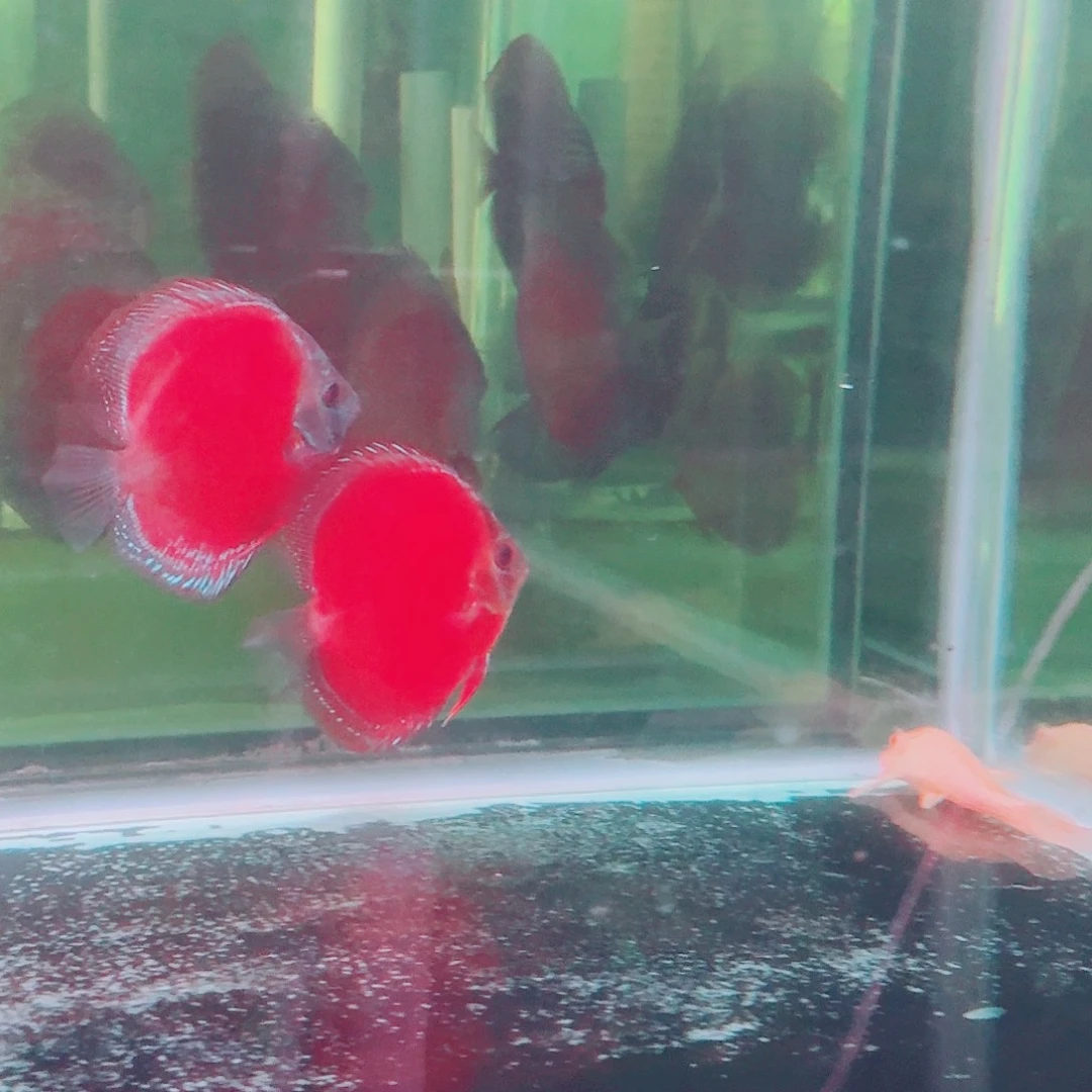 七彩神仙鱼七彩神仙鱼