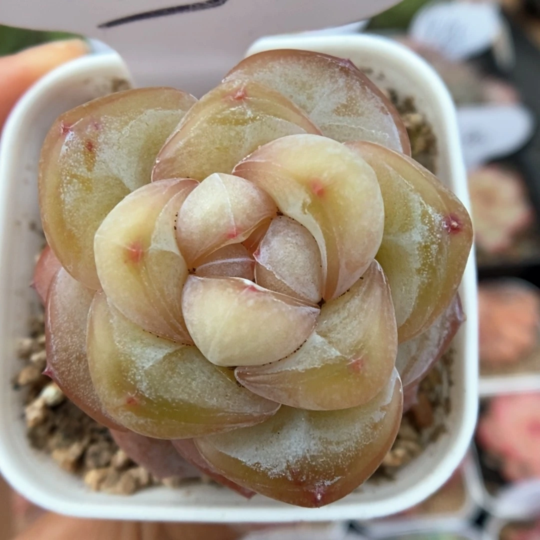 糖心珍妮可拍413号。