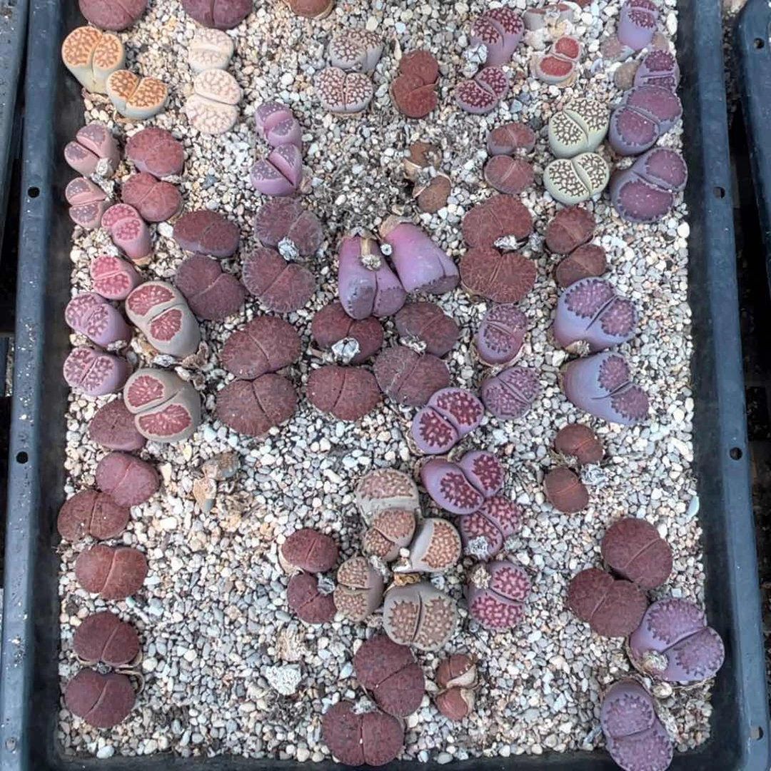 1***坊5860筐福利不退不换不售后