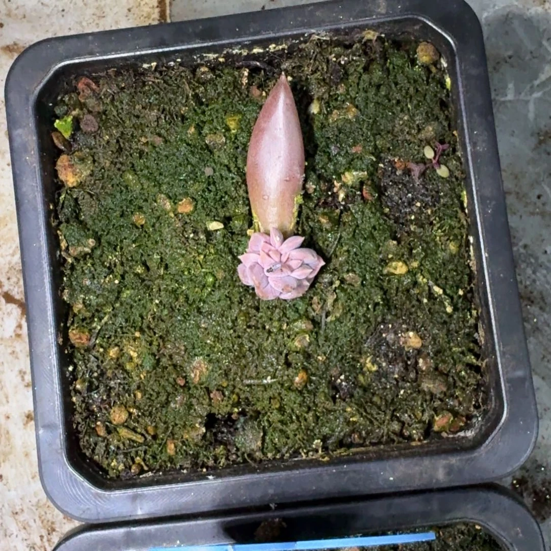 战神 叶插  一物一拍