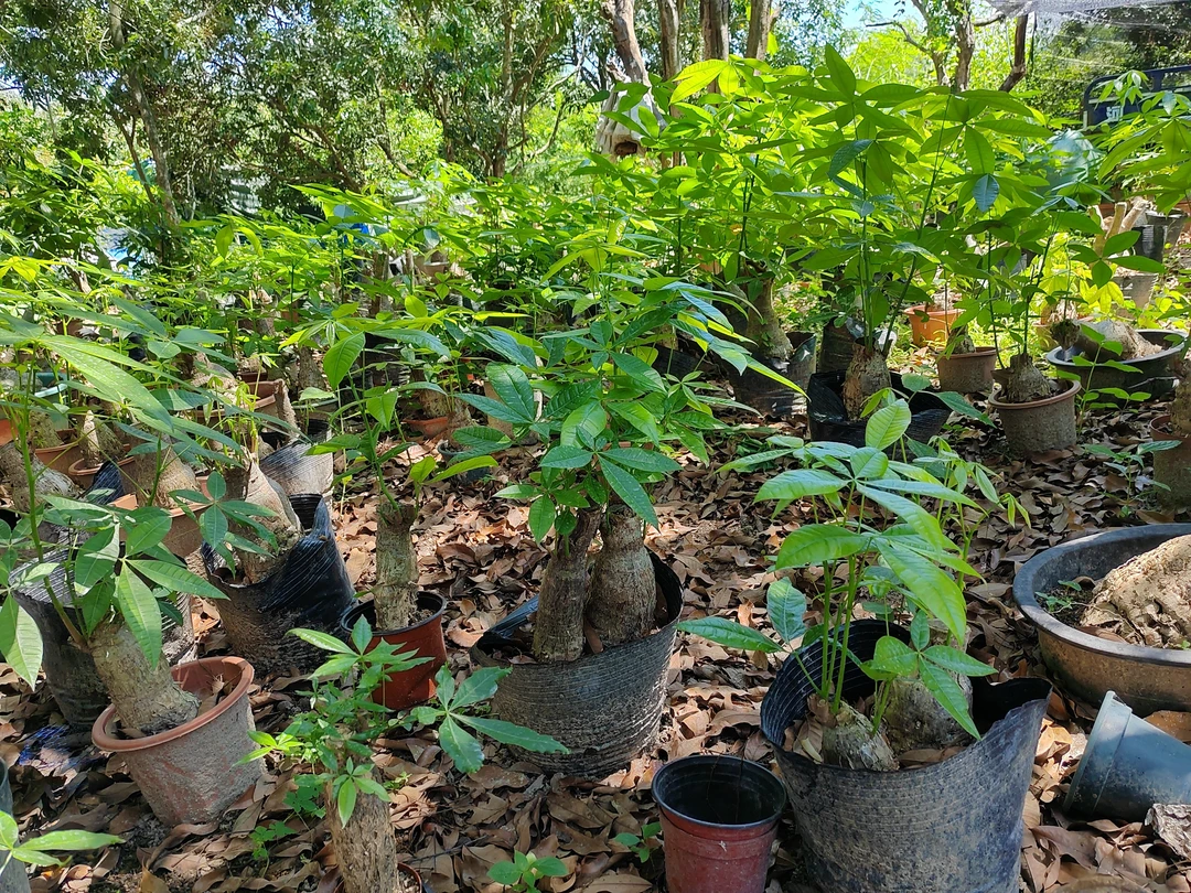 转运发财树小型绿植办公桌电脑摆放