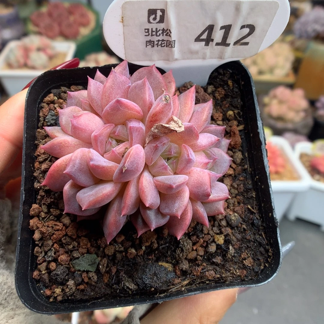 412琥珀缀化多肉植物