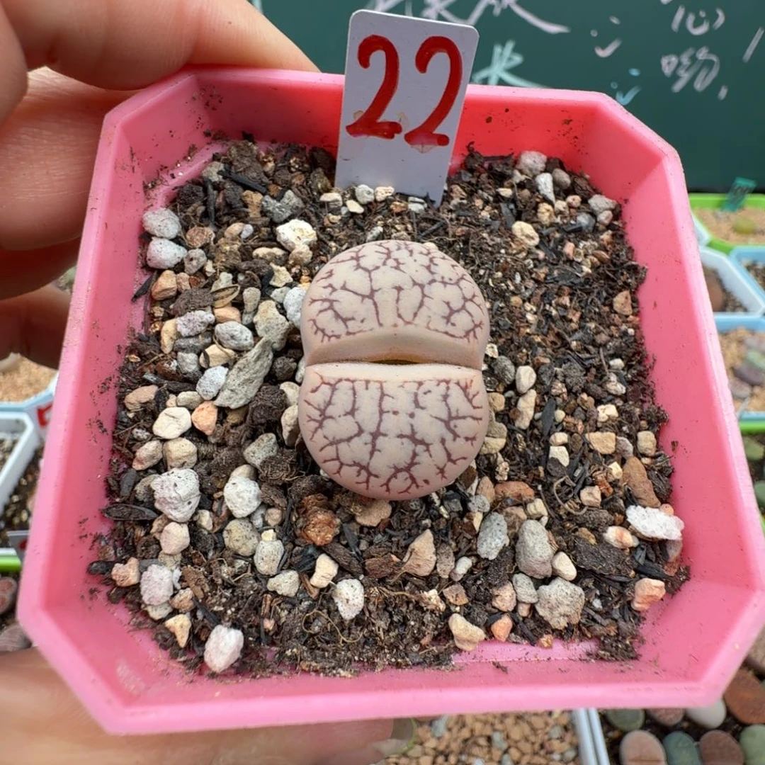 荒玉383 脱土  22