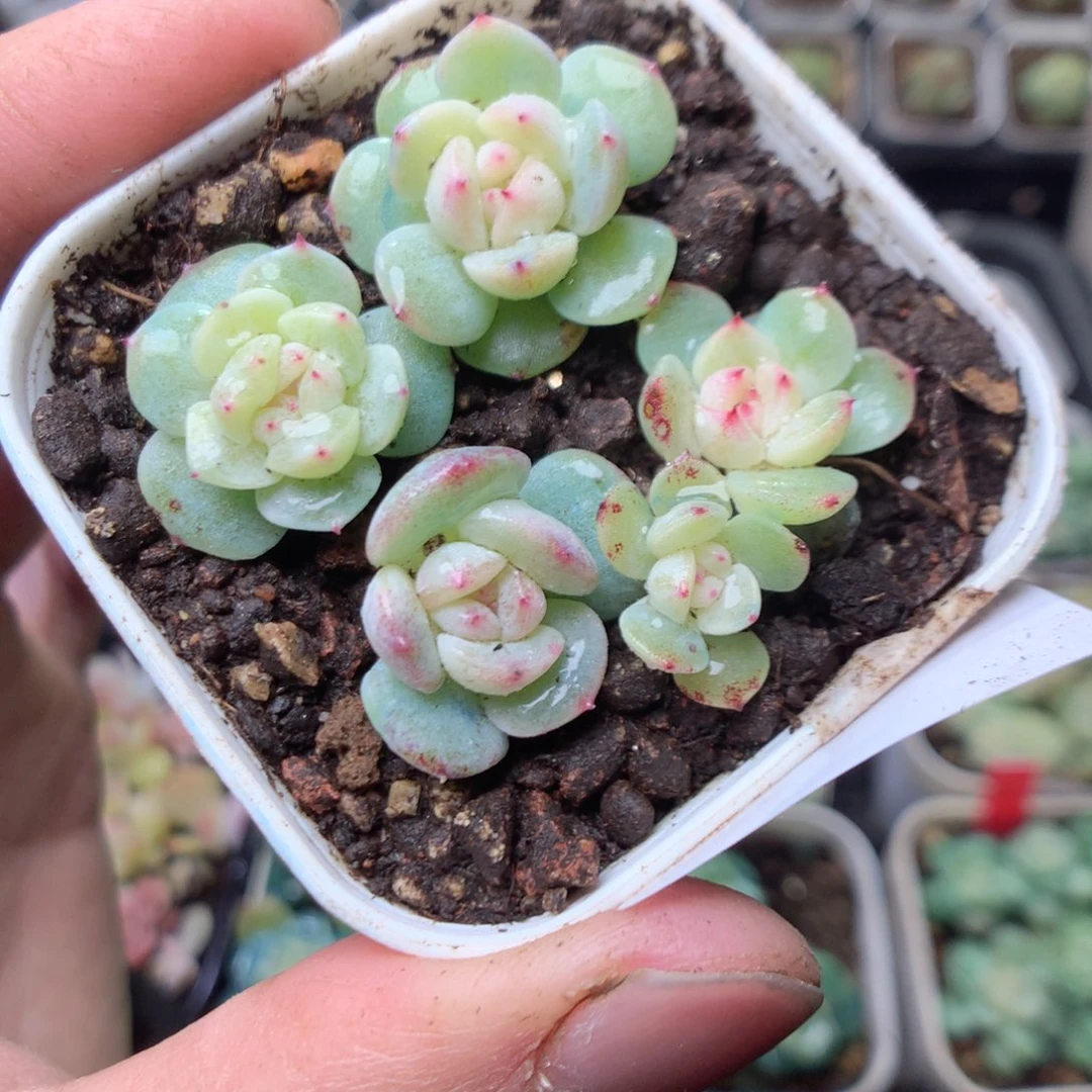 无花朵Q82甜心混yyyyy