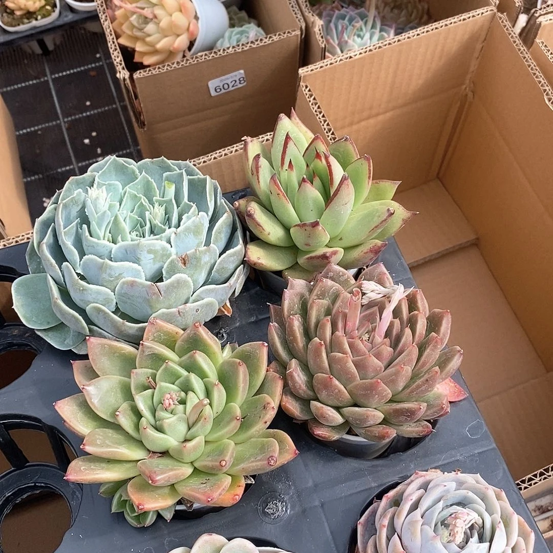 超大个 多层胖嘟嘟饱满 6460