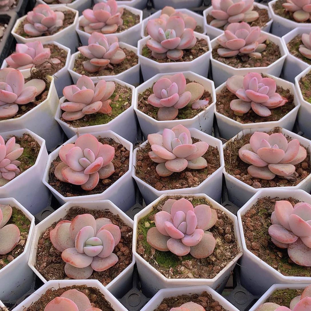 小奶茶244678899990000