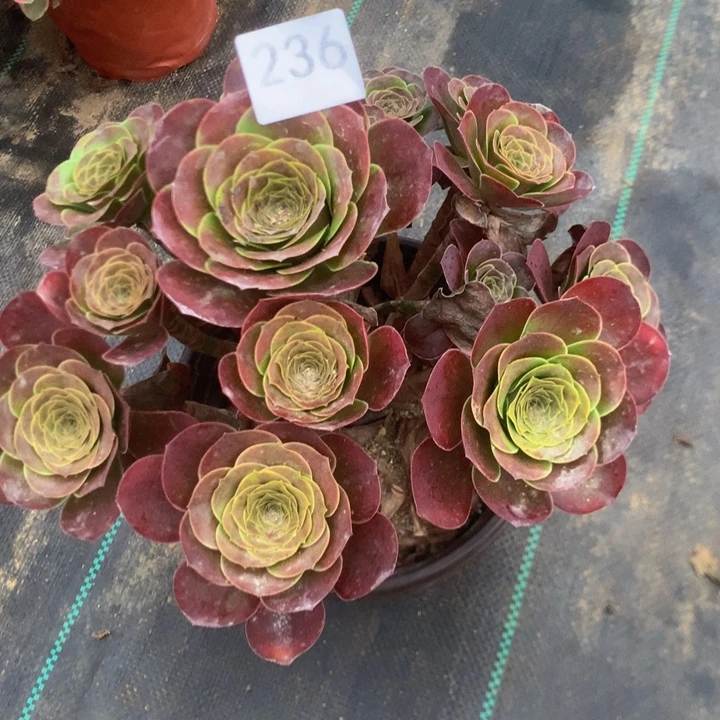 小***姐236玫瑰多多肉植物