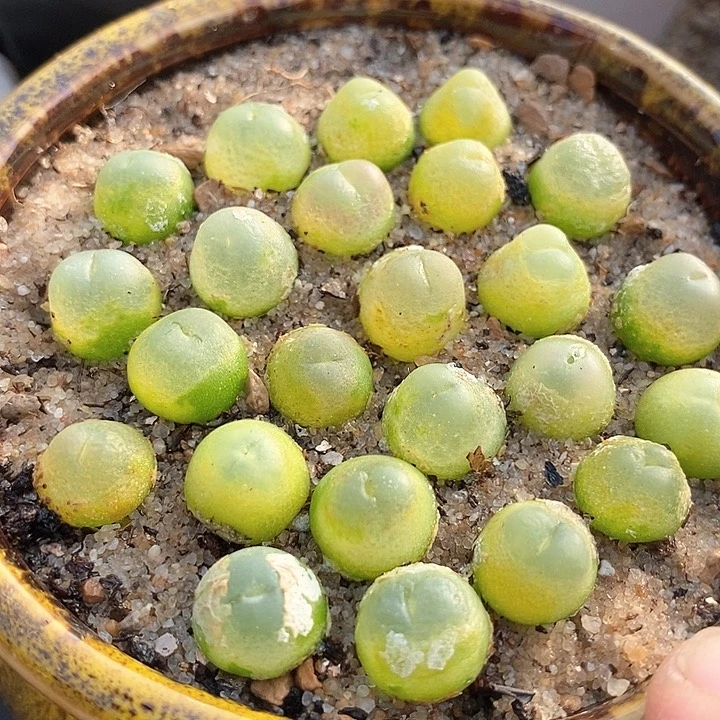 3526拉登一颗