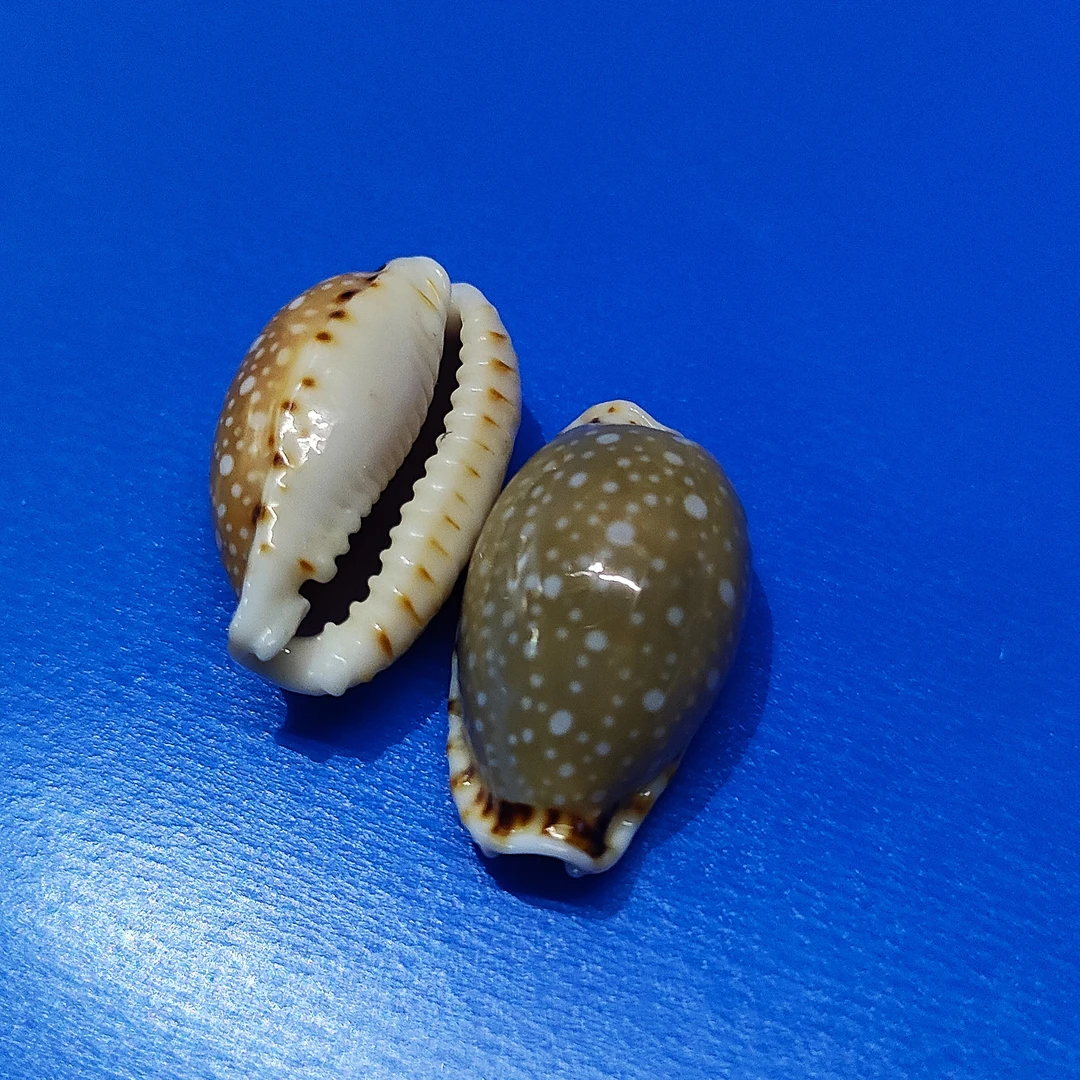 梨皮宝螺  稀有天然海螺贝壳标本收藏家居装饰创意礼品儿童科普