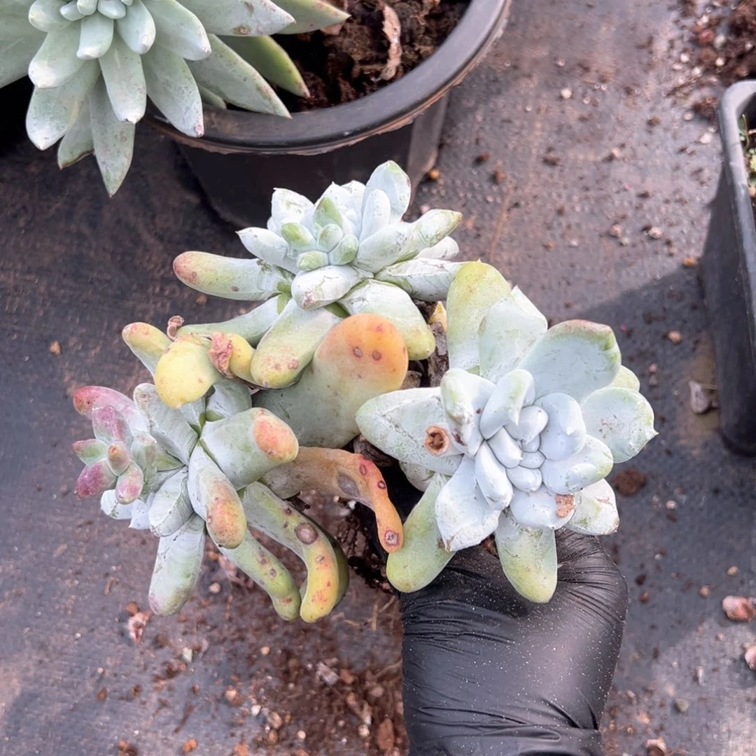 572三头拇指哈哈哈哈哈