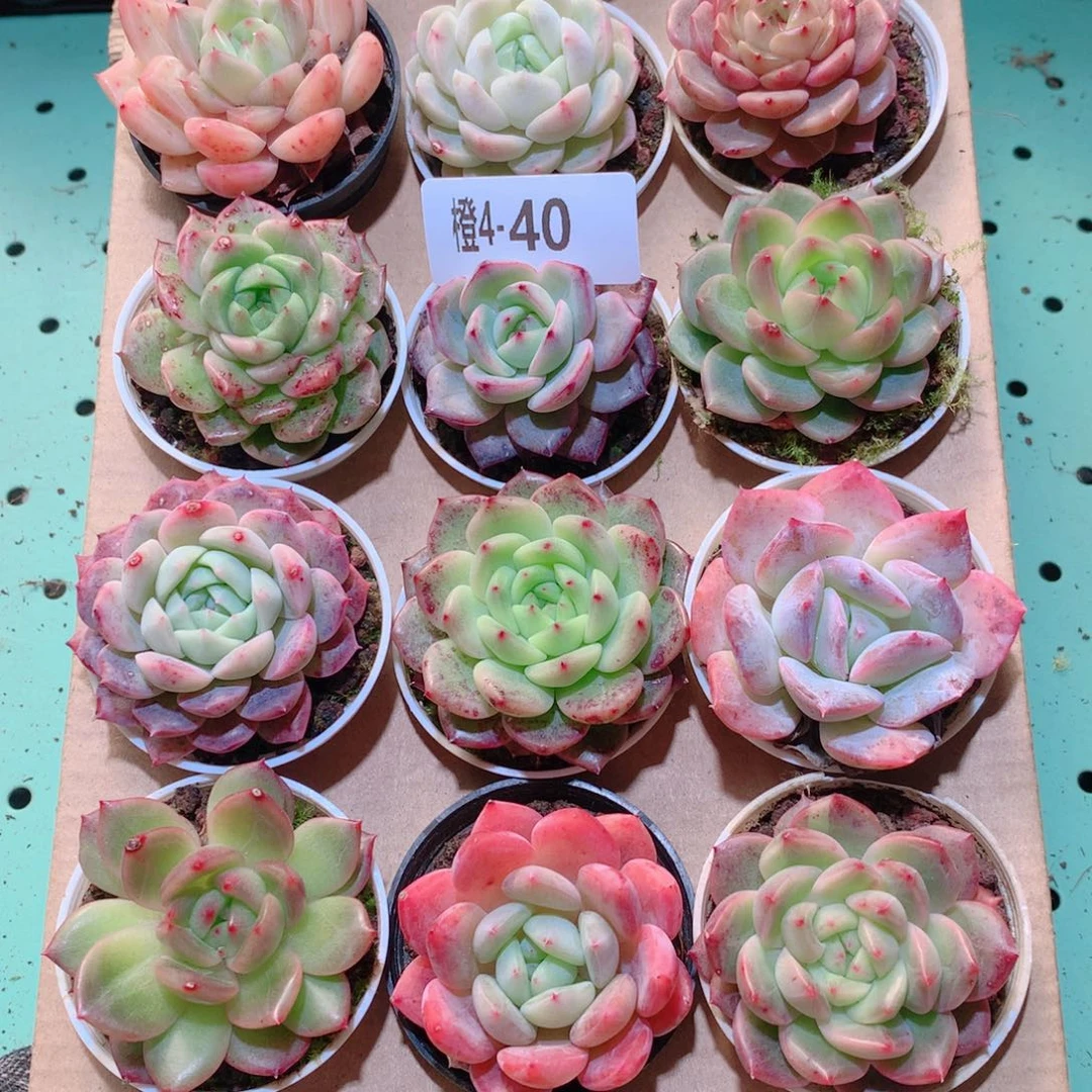 4-40一物一拍多肉带盆18颗