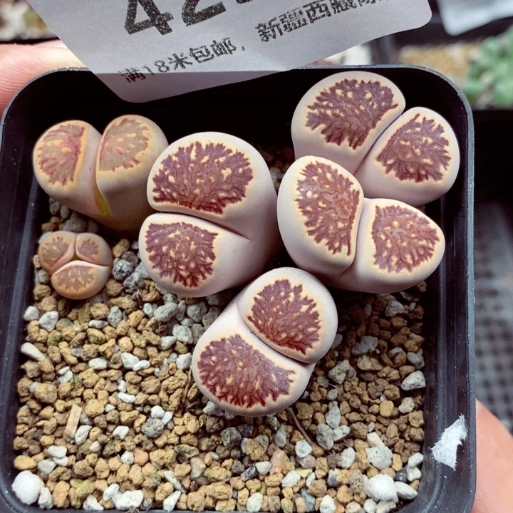 4250。