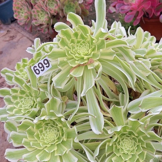 范*多肉植物一个