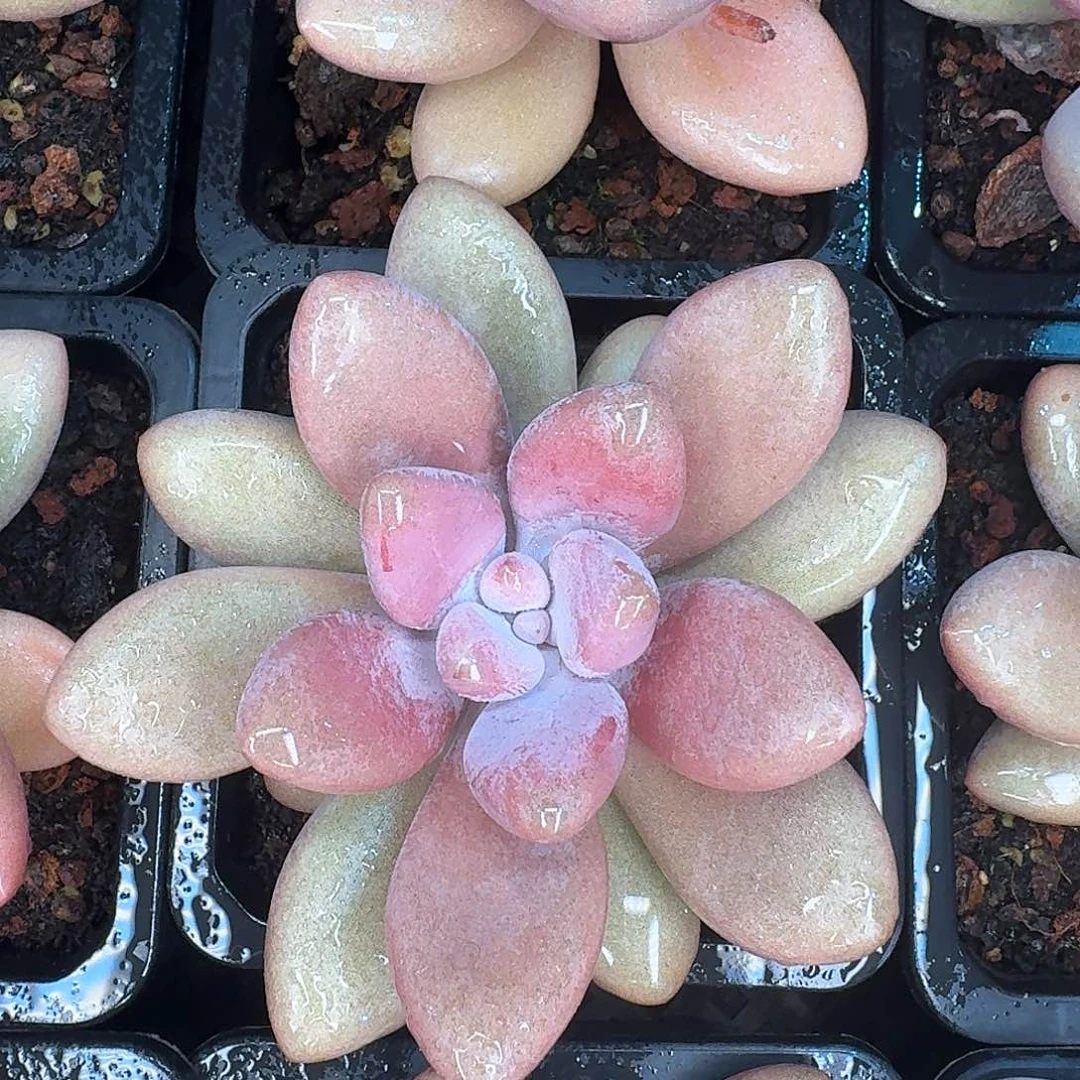 从前慢多肉编号原始虞美人