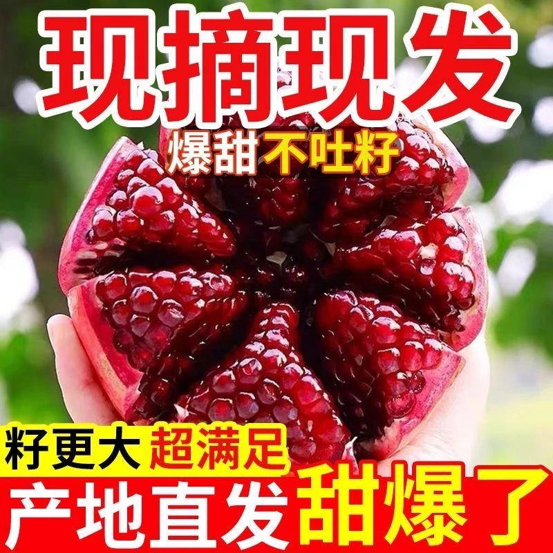 【当日采摘】四川会理软籽石榴新鲜当季现摘红心甜石榴整箱包邮