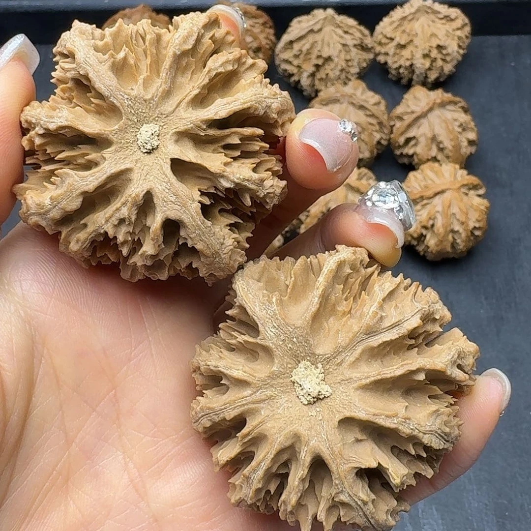用***9桃木突突突突突突突