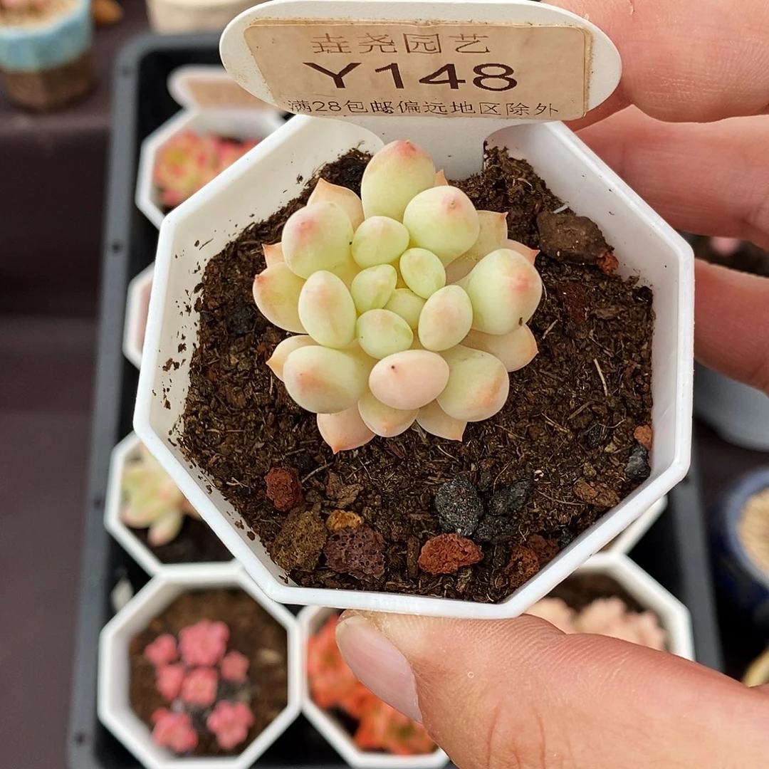 0148 明珠 单头 3cm