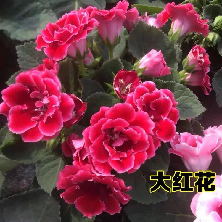 重瓣大岩桐盆栽带花苞富贵芙蓉花阳台客厅办公室四季开花好养易活