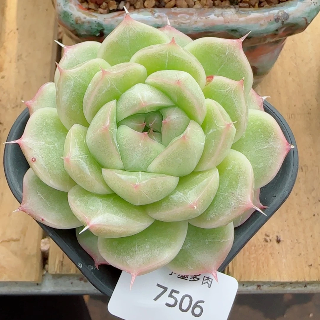 绿包子麦秆，7506多肉植物