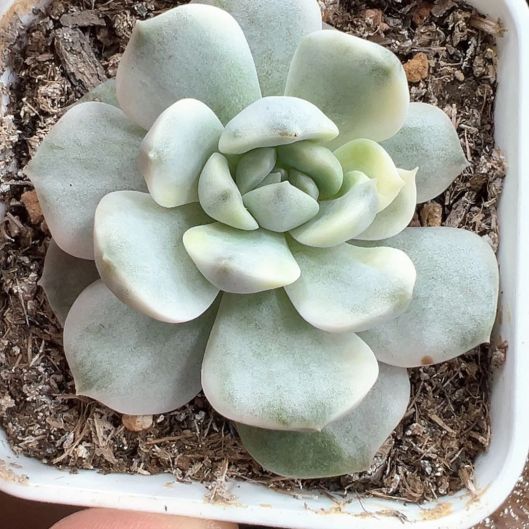 纯爱锦 小方花圃一单包邮非偏远