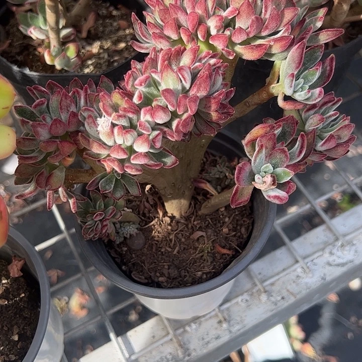 锦晃星缀化多肉植物