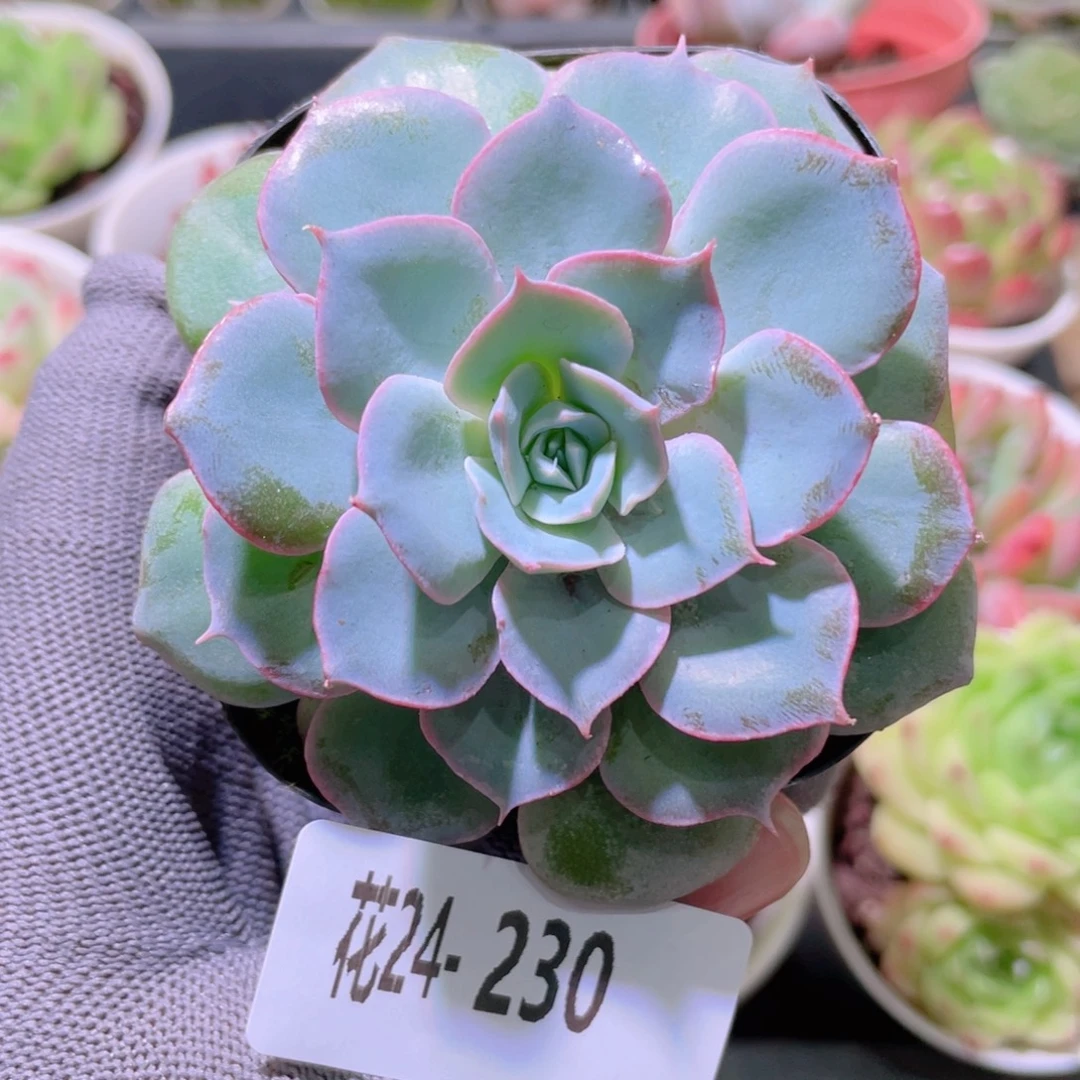 花利美24-230蓝石莲