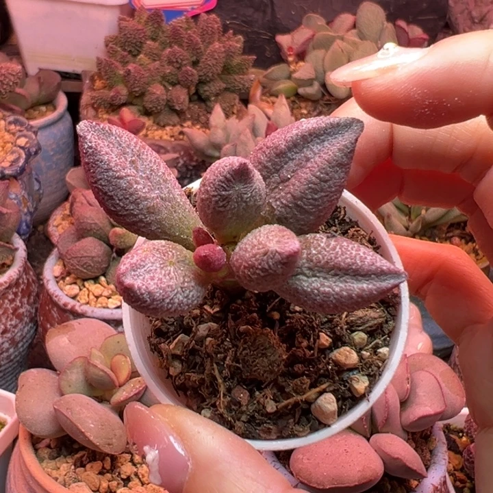腹部。