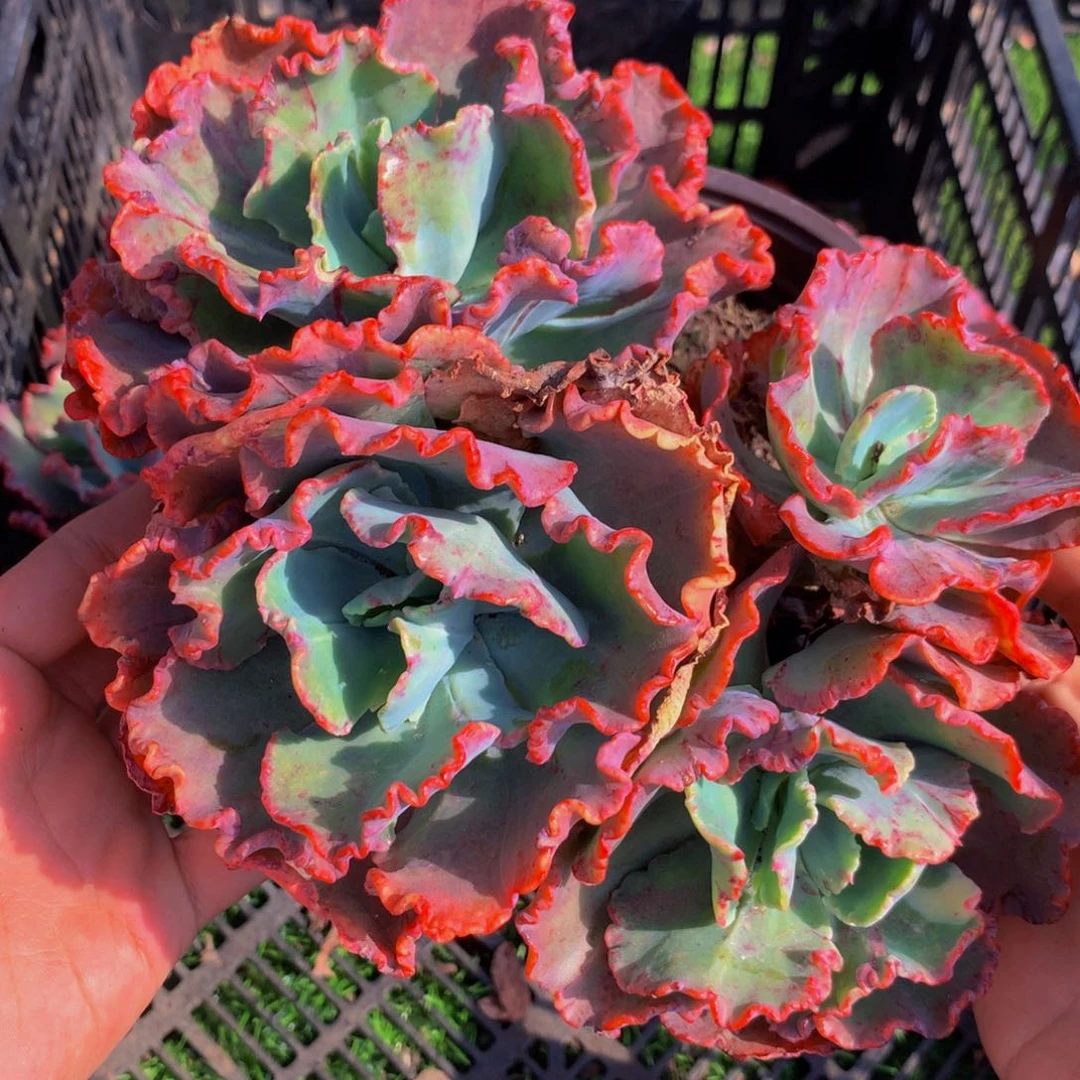 舞会红裙三头起带盆土