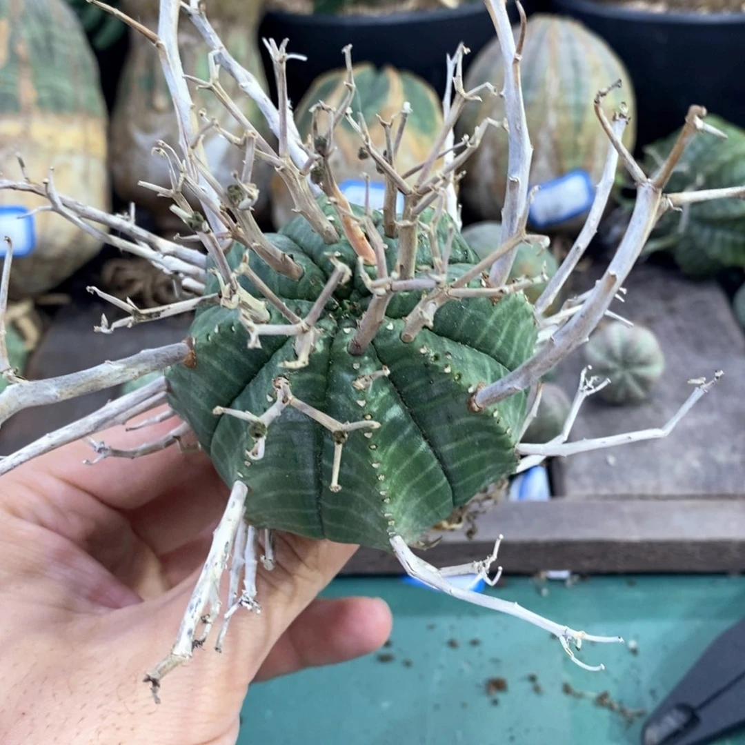 欧系实生布纹球多肉植物
