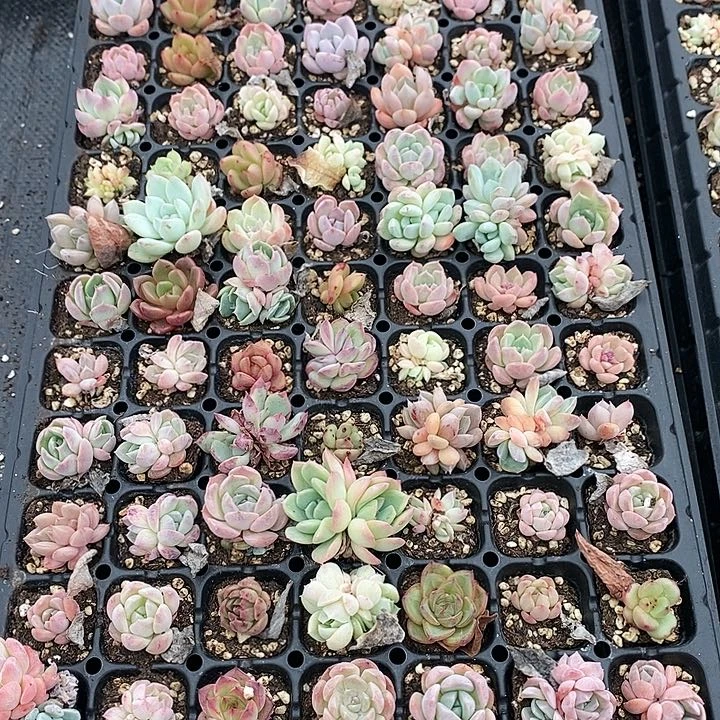 16 多肉植物盆栽花卉植物
