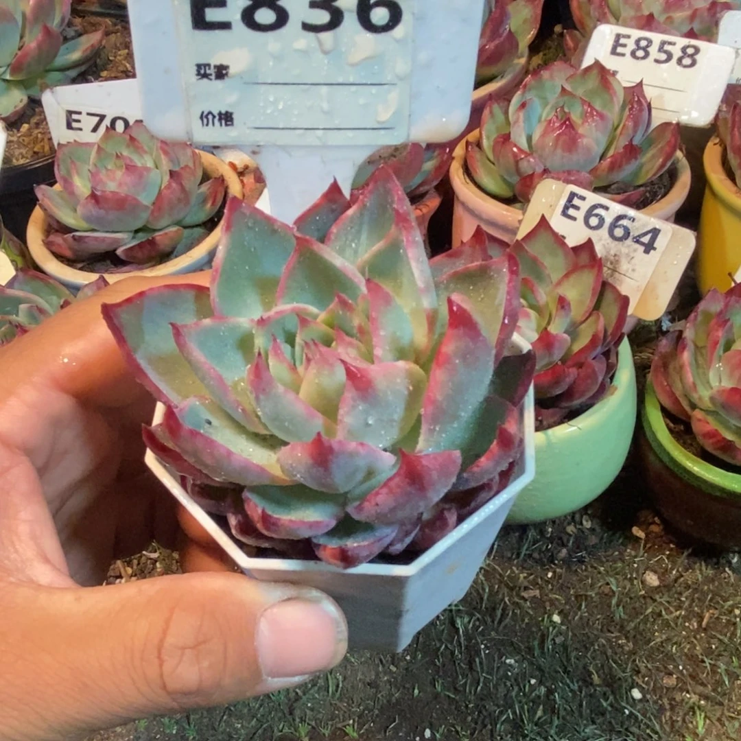 惊鸿一瞥836号楼