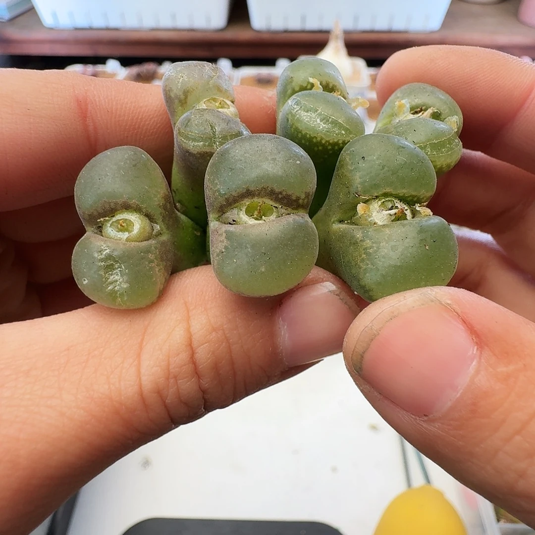 福利瑕疵风铃介意慎拍174