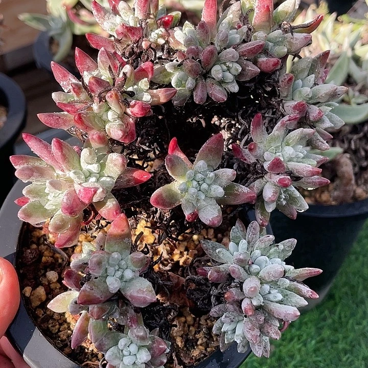 雪花朵朵缀粗桩福利仙女杯