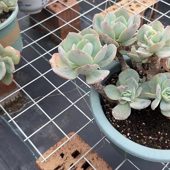 s****t579血凤脱土发货不退不换