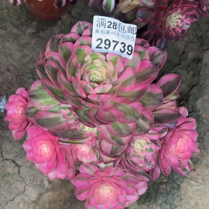 29739倾城多肉植物