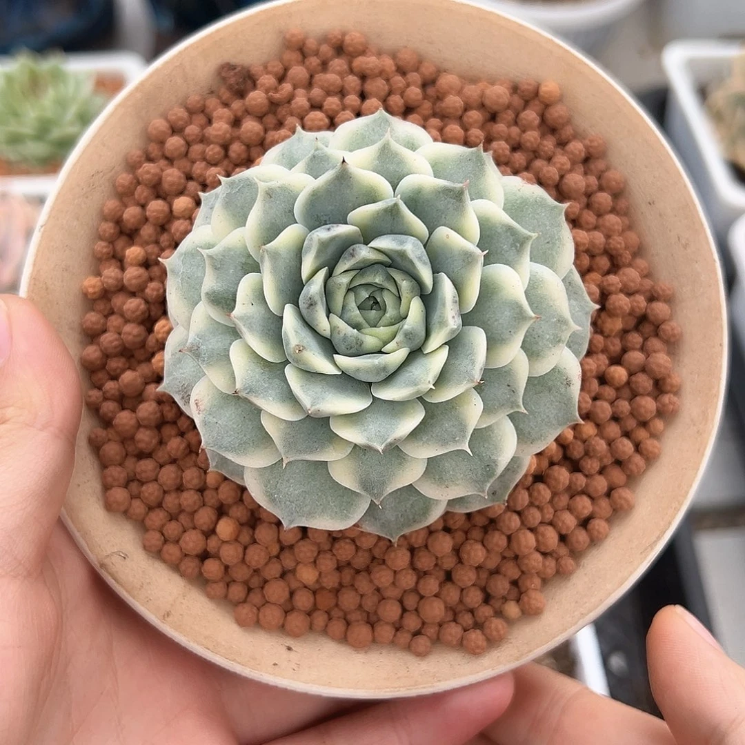 海琳娜锦多肉植物