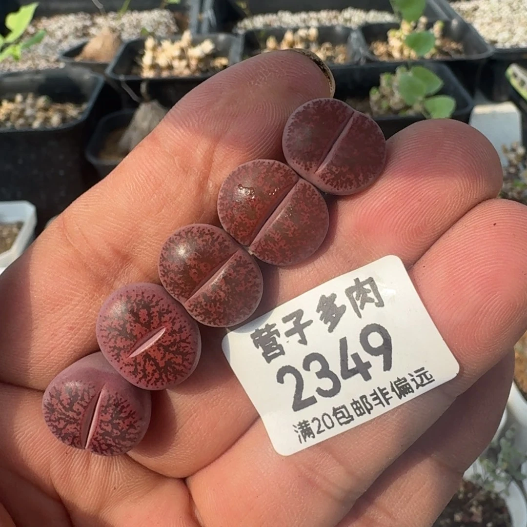 酒红紫薰。