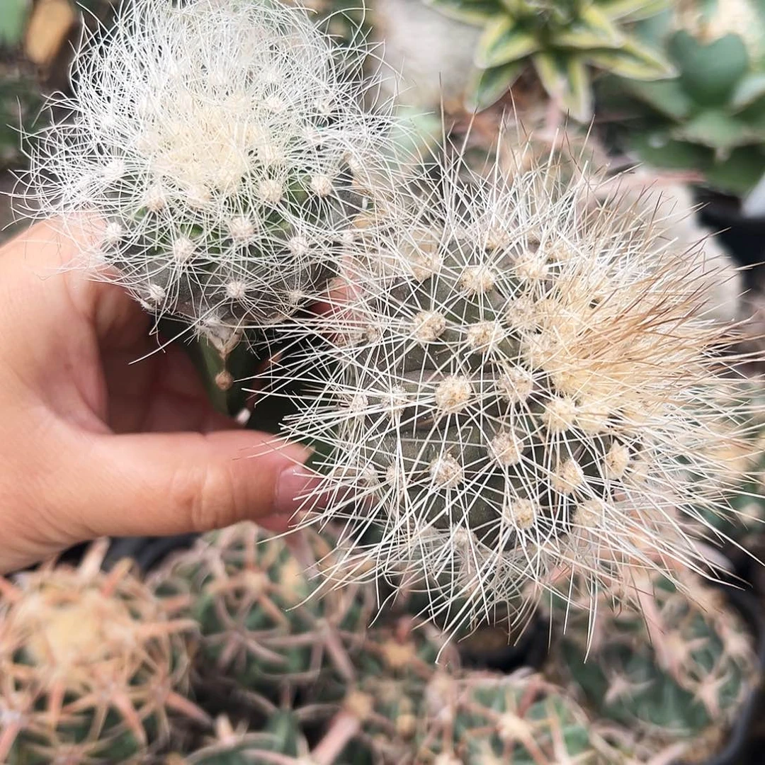 雷血丸加银须玉仙人球66666666666