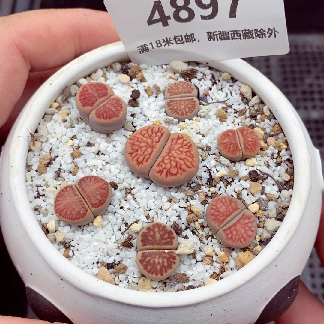 4897。