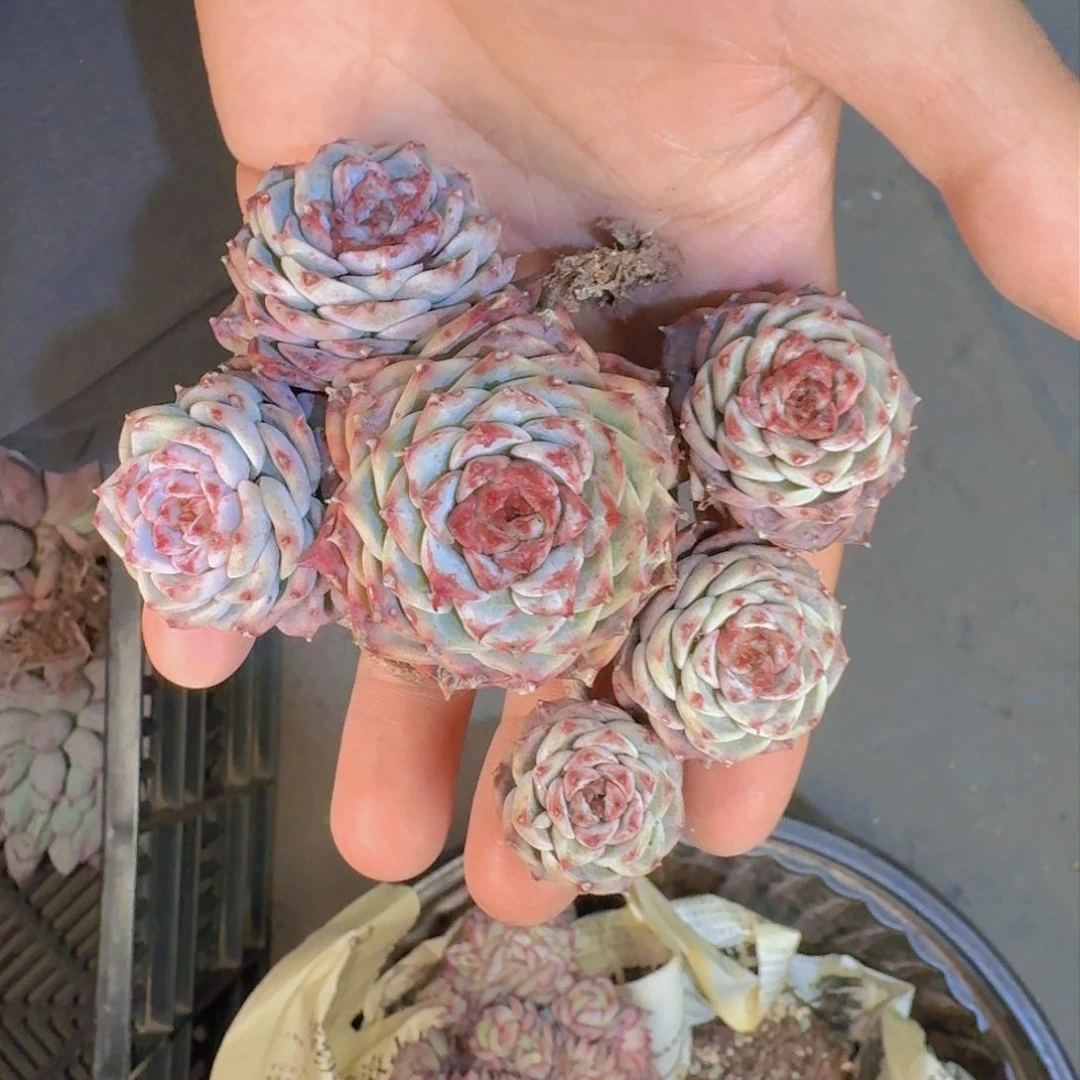 拔****人多肉植物的生长发育