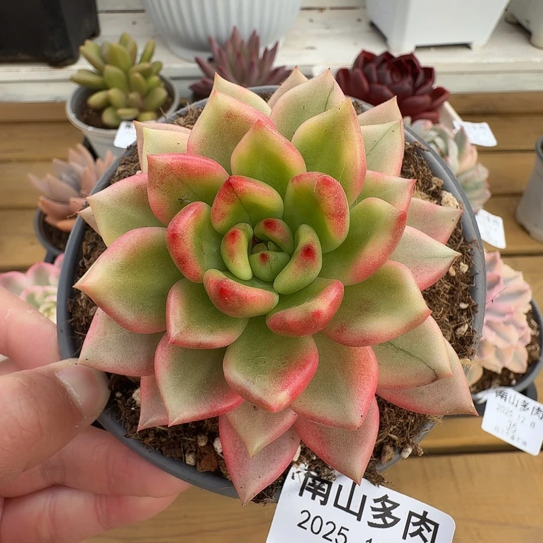 冬云111111111128-24