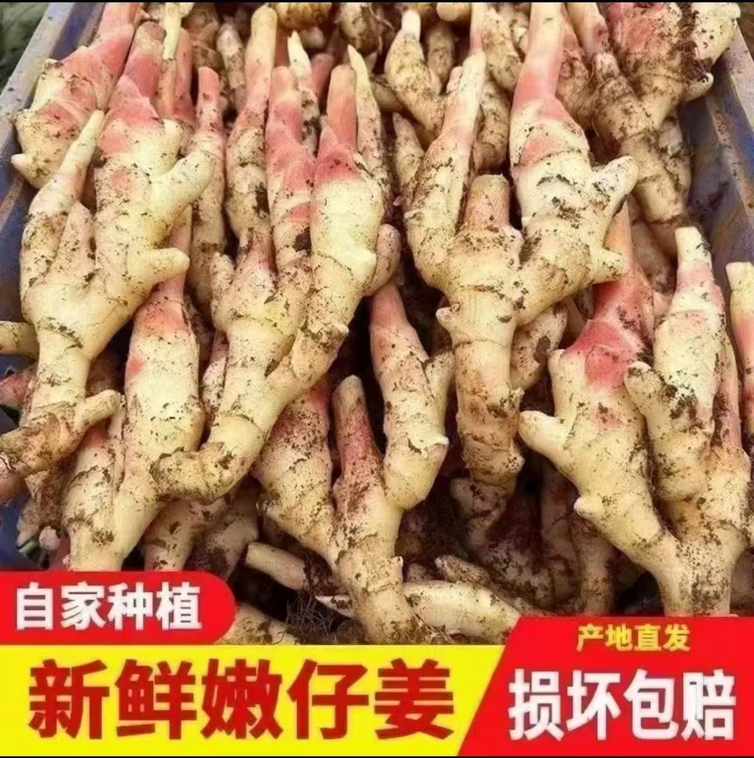 【2025年新鲜嫩小姜】红芽脆嫩子姜新鲜现挖糖醋泡姜子姜当季生姜