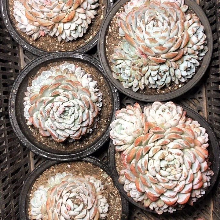 ?****?6///////////////////