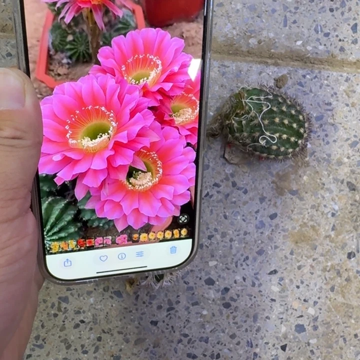 337彩草浓桃金歪无根侧牙4公分左右锦，20包邮