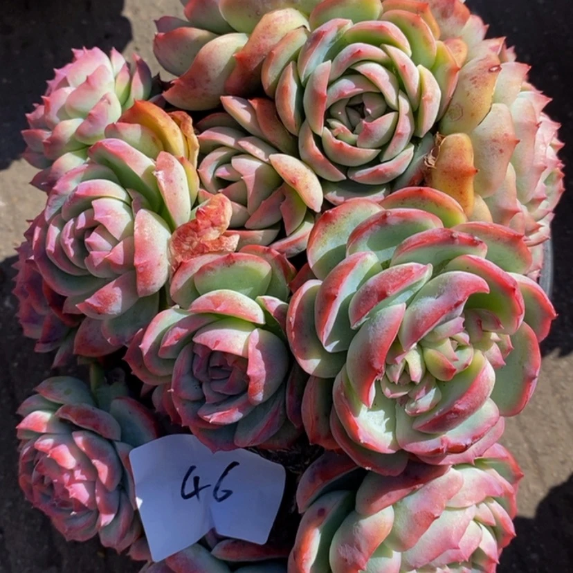 【闪购商品】桔**?多肉植物