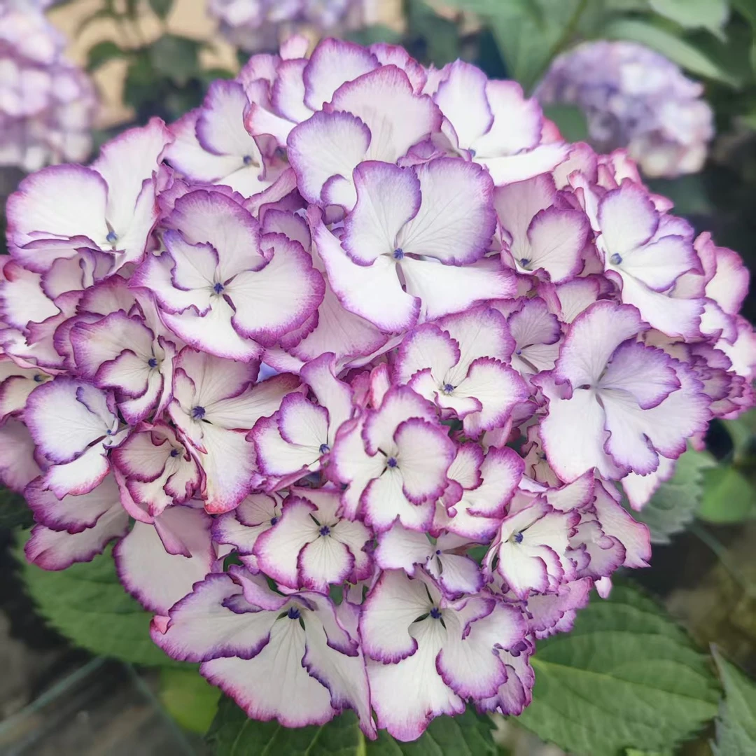 碎花裙绣球鲜切花云南酿植基地直发顺丰
