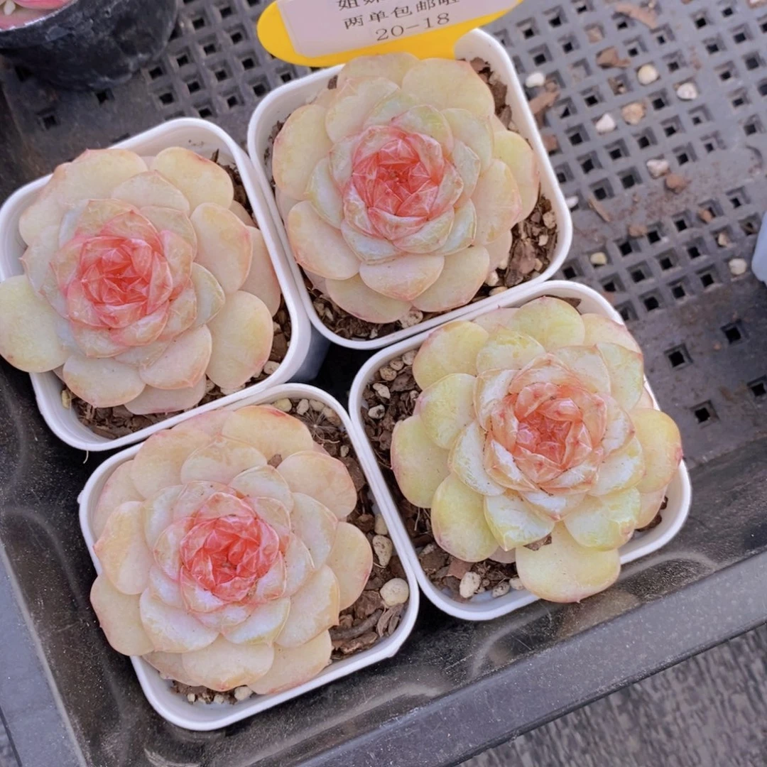 20-18-糖心醉玉环单头一个