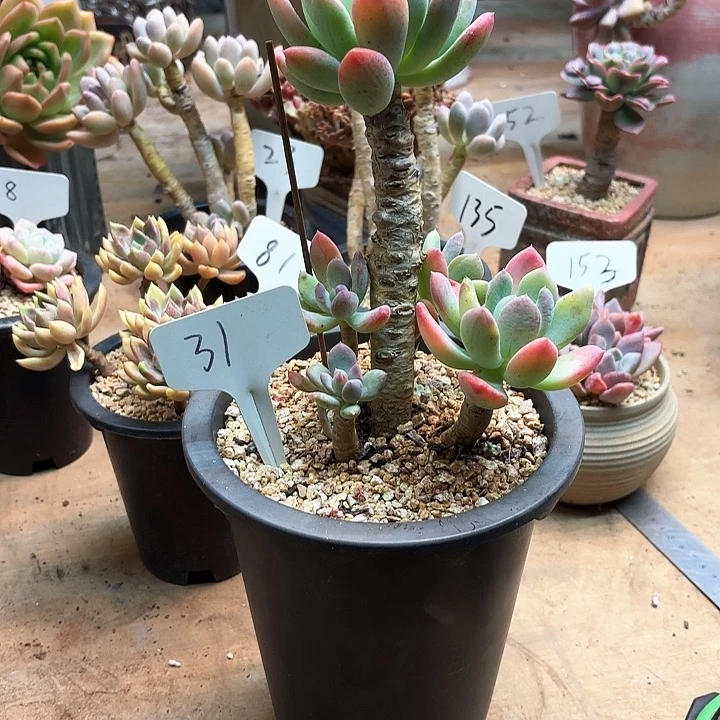 老***王多肉植物，灰姑娘31号
