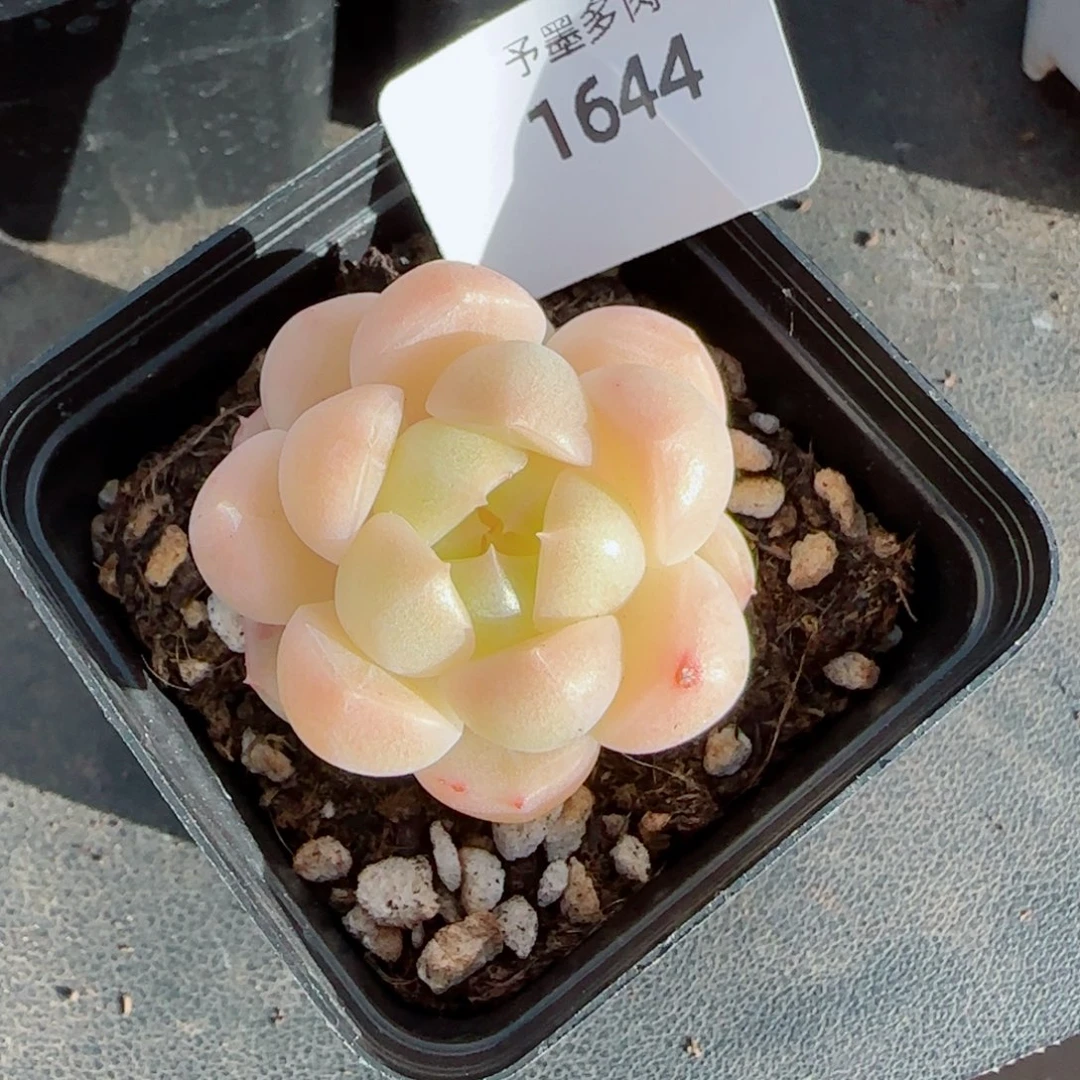 倾城珍妮，1644多肉植物