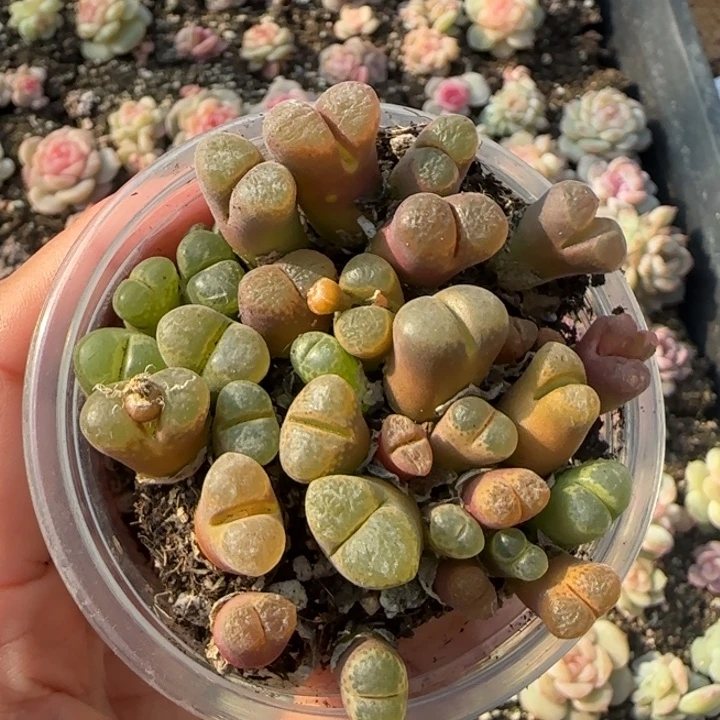 风铃多肉植物一盒
